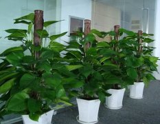 花卉租擺合同應該怎么寫